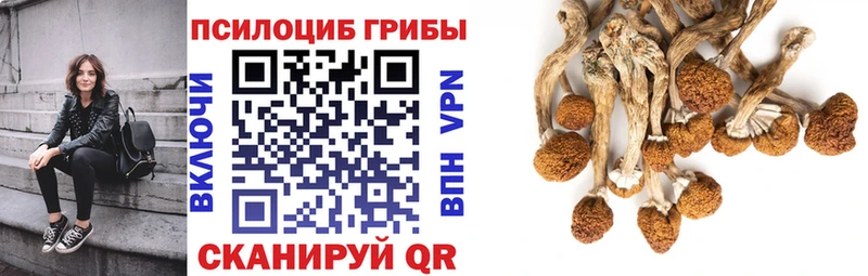 Купить  Партизанск  Псилоцибиновые грибы Cubensis 